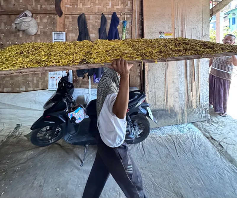 Worker carrying a drying tray of sliced tobacco