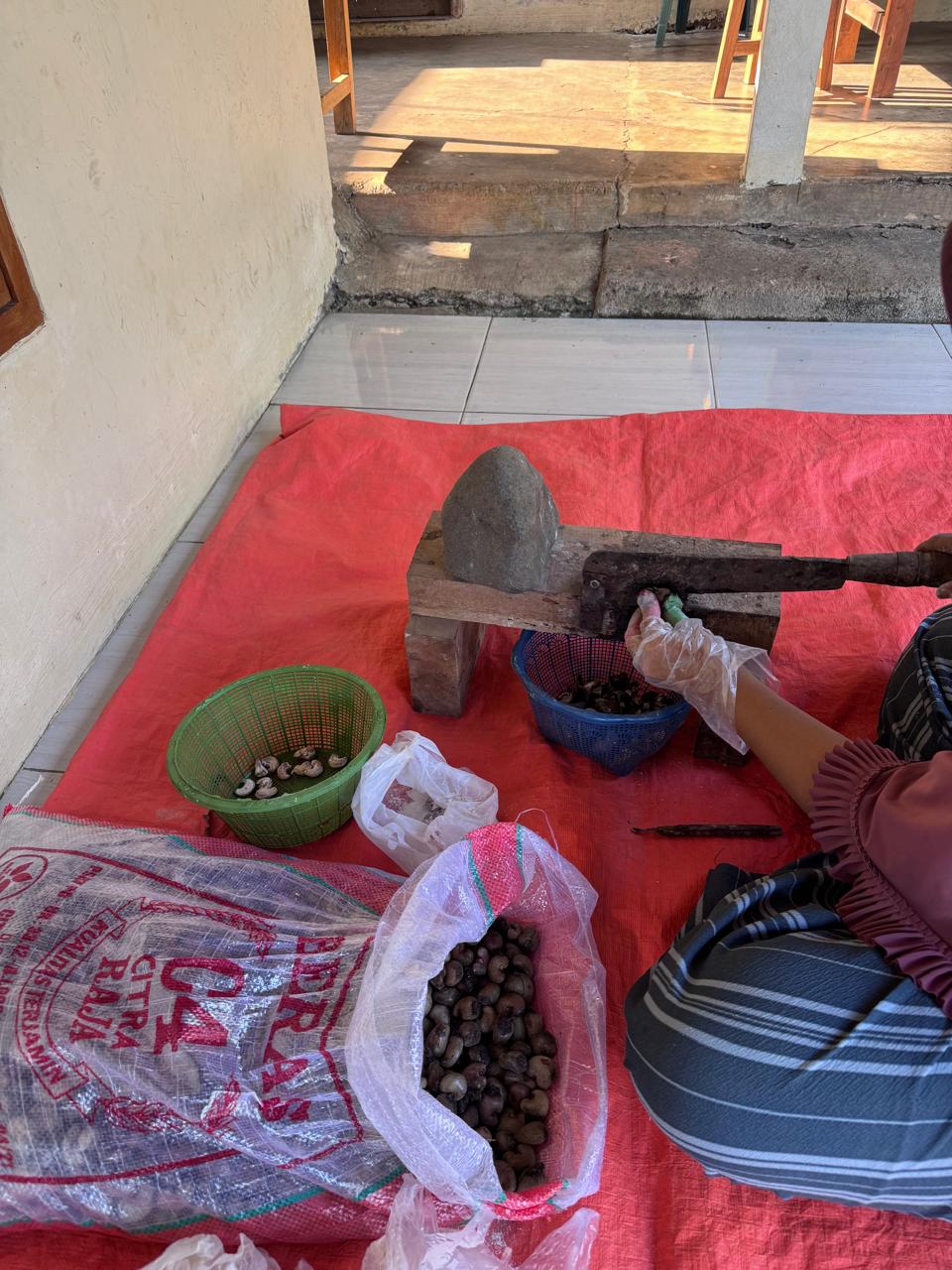 Cracking raw cashew nuts with a hand-lever tool beside sacks of nuts