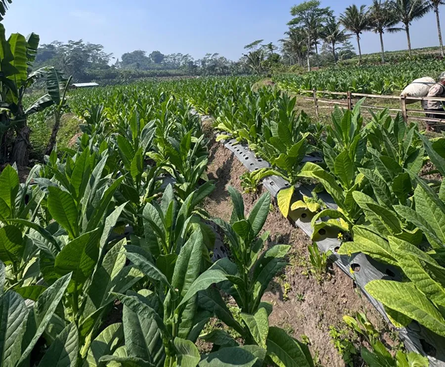 Rows of tobacco plants growing in an upland field