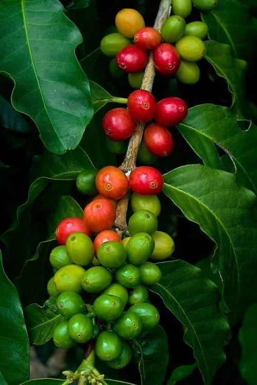 Green and roasted coffee lots ready for grading